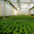 Producţie de plantele floricole şi arbuşti ornamentali
