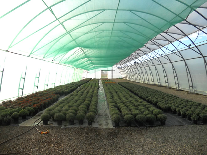 Producţie de plantele floricole şi arbuşti ornamentali
