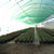 Producţie de plantele floricole şi arbuşti ornamentali