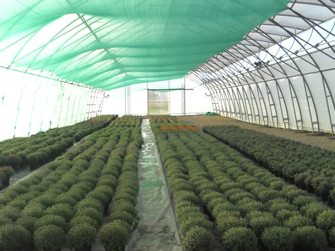 Producţie de plantele floricole şi arbuşti ornamentali