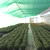Producţie de plantele floricole şi arbuşti ornamentali