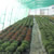 Producţie de plantele floricole şi arbuşti ornamentali