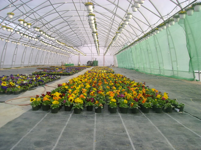 Producţie de plantele floricole şi arbuşti ornamentali