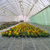Producţie de plantele floricole şi arbuşti ornamentali