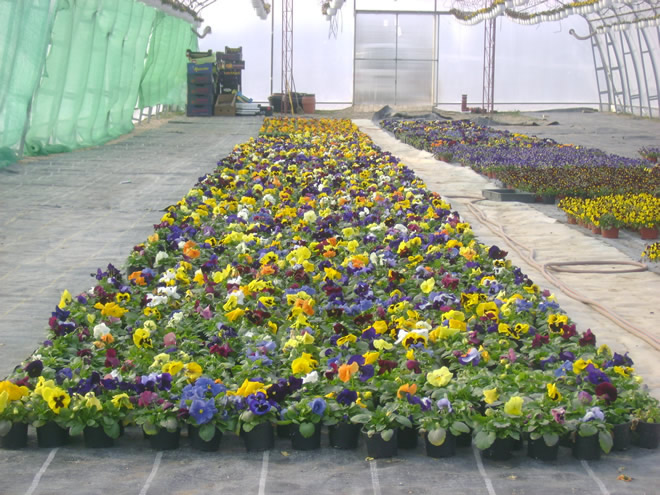 Producţie de plantele floricole şi arbuşti ornamentali