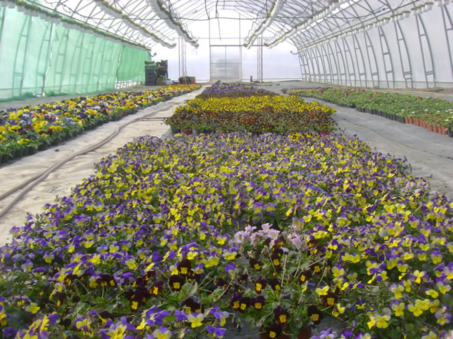 Producţie de plantele floricole şi arbuşti ornamentali