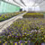Producţie de plantele floricole şi arbuşti ornamentali