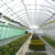 Producţie de plantele floricole şi arbuşti ornamentali