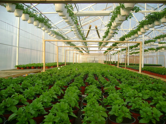 Producţie de plantele floricole şi arbuşti ornamentali