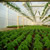 Producţie de plantele floricole şi arbuşti ornamentali