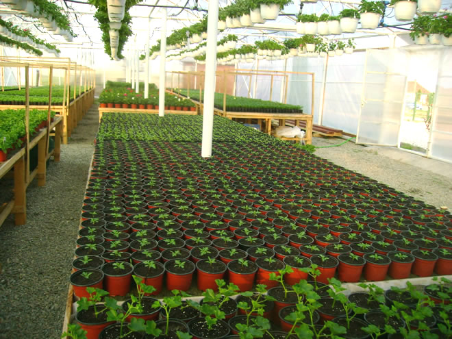 Producţie de plantele floricole şi arbuşti ornamentali
