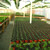 Producţie de plantele floricole şi arbuşti ornamentali