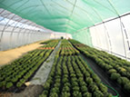 Producţie